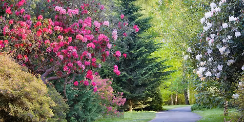 Rhododendron Colour Theory Walk with Clare Silver and Head Gardener Jodie