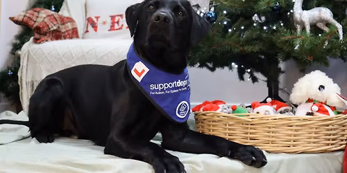 Support Dogs Christmas Concert