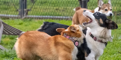 Hagan Dog Park - Big Meet