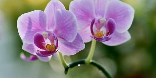 Master Gardeners: Florida-Friendly Foodscaping