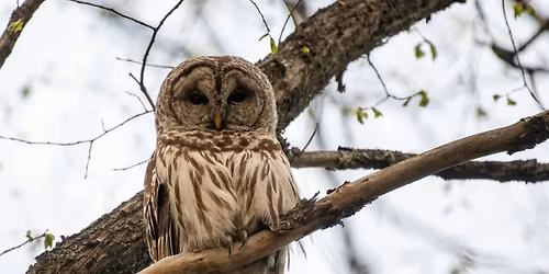 Spring Birds of Cornwall Park: Mothers Day Walk Open to All!