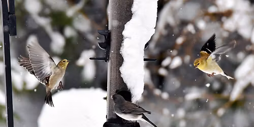 Homeschool at Broad Meadow Brook: Great Backyard Bird Count