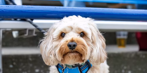Whitecaps vs. Great Lakes Loons: Dog Day!