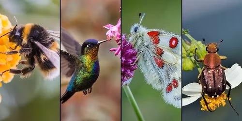 Pollinator Fair 2026!