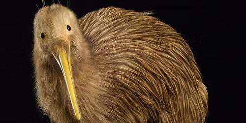 Summer Science Week: Amazing Animals