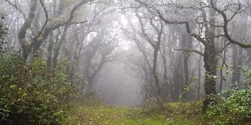 EL BOSQUE DE LA NIEBLA- LLANOS DEL JUNCAL