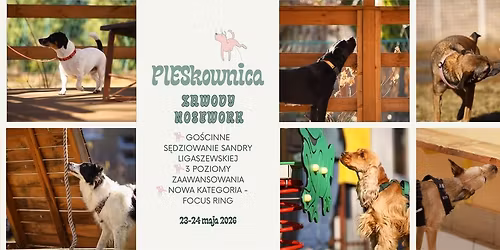 Zawody Nosework PIESkownica - go\u015bcinne s\u0119dziowanie Sandry Ligaszewskiej i nowa kategoria FOCUS RING!