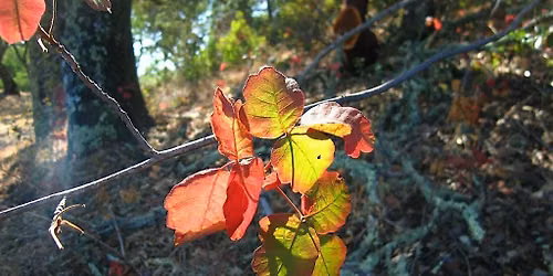 Poison Oak - Friend or Foe?