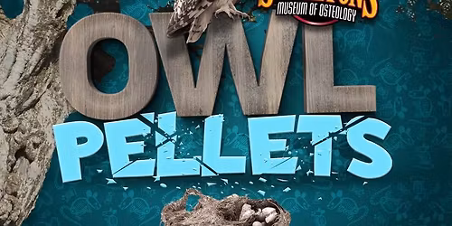 Owl Pellet Dissections