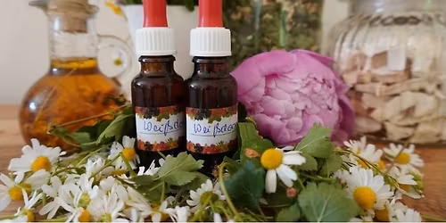 Welt mit Stiel -  Die heilenden Kr\u00e4fte unserer Pflanzen & B\u00e4ume von Katrin Hu\u00df