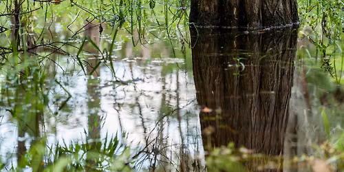 Science on Tap: Keeping it (Swamp) Eel