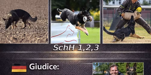 Prova di lavoro SchH