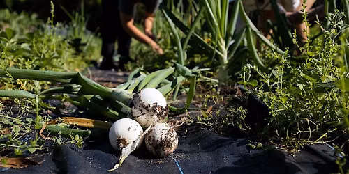 Updates on Organic Vegetable Production Field Day - 2026