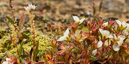 N\u00e6randi n\u00e1tt\u00fara \u00e1 Gler\u00e1rdal