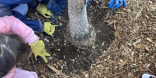 Street Tree Care w\/ 31st Ave Open Street