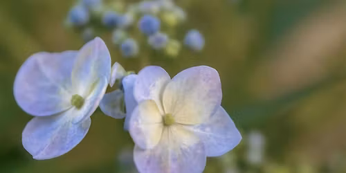 The Art of Flower Photography Workshop - Capture Nature in Full Bloom