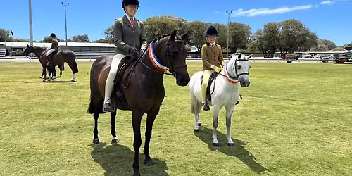 Busselton Ag Show - Official Showhorse