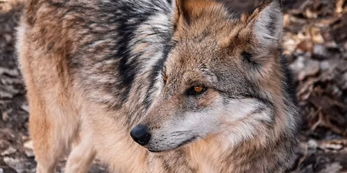 Wolf Awareness Day