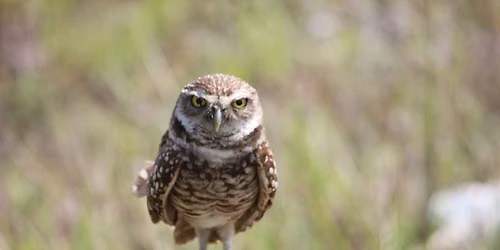 FREE Nature Seminar at Rotary Park: Burrowing Owls!