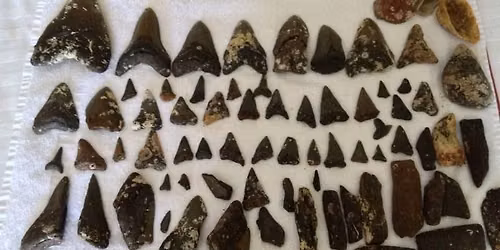 July 2026 NC Wreck & Megalodon Shark Tooth Trip