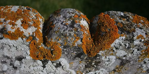 Lichens for Beginners