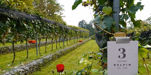 Dan odprtih vrat v Grajskem vinogradu