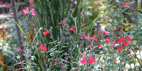 Gardening for beginners
