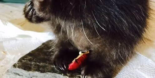 All About the North American Porcupine with Gerri Griswold