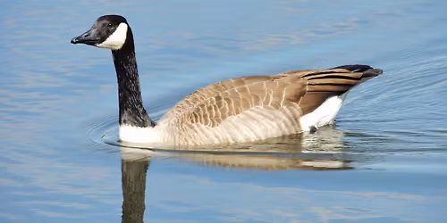 Ponds and Waterfowl of Northern Carroll County