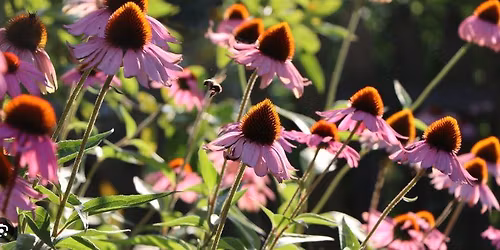 Native Oklahoma Plants