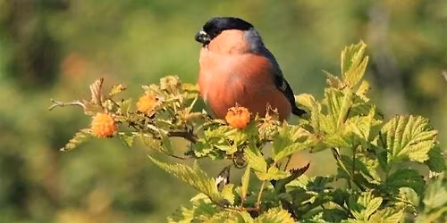 Bird Call Identification