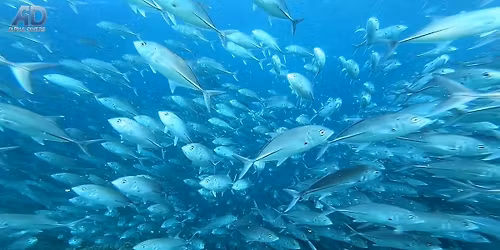 MALEZJA 2026: Sipadan, Borneo, Kuala Lumpur