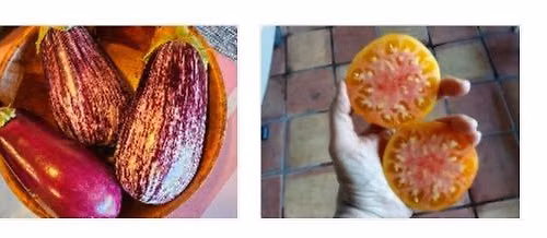 Flamingo Gardens Garden Club - South Florida Tomato Growing with Dr. Marsha Eisenberg 