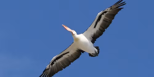 Pelican Point, Crawley - morning excursion