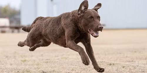 NWAKC Monthly Meeting