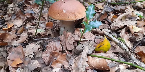 Mushroom Identification and Foraging Event 24\/10\/2026