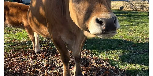 15\u00e8me foire aux bestiaux