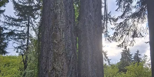 Nature & Forest Therapy Walk