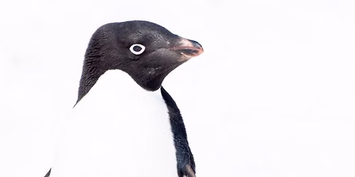 En reise til Antarktis og Falklands\u00f8yene