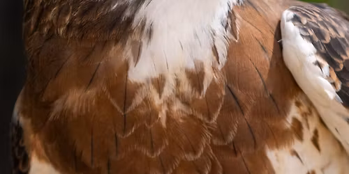 Raptor Migration & Encounter with Draper Natural History Museum