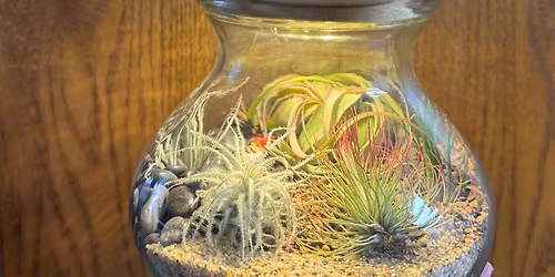Air Plant Terrarium 