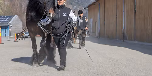 Hingsteutstilling p\u00e5 Stavsplassen 2026