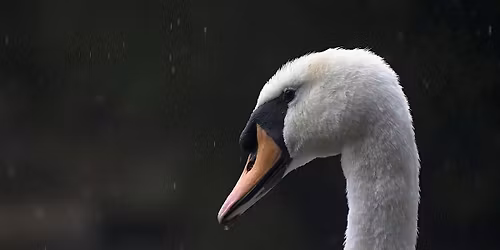Winter Wildlife Talk: Swan Support - Nature Discovery Centre, Thursday 12 March