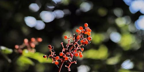 Summer Plant ID Walk