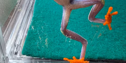 Toadally Awesome Pets Mobile Amphibian Education Open House