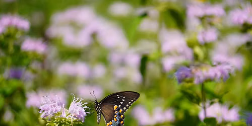 West Norriton Native Plant Workshop