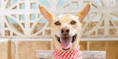 Bake for Your Pup: Nutritious Dog Treats - NYC