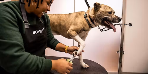 Pup Painting Party at Bowie Barker Livermore