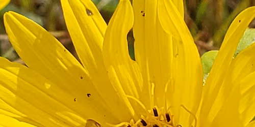 Thursday Talk - Honey Bees, Native Bees, Wanna Bees 