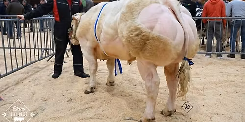 Concours BBB luxembourgeois 2026